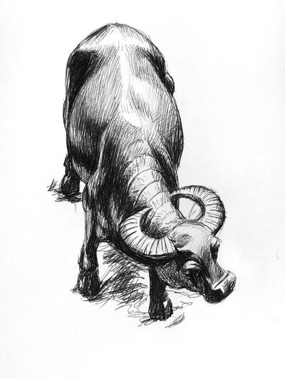 Water Buffalo Water Buffalo